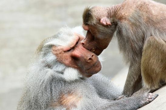 Mantelpavian Zoo Frankfurt am Main 2018 