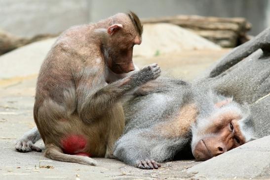 Mantelpavian Zoo Frankfurt am Main 2018 