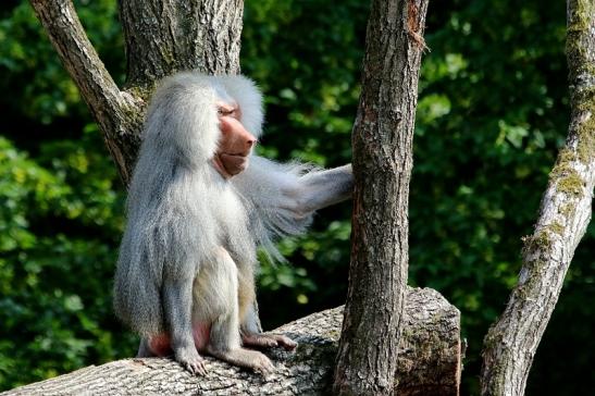 Mantelpavian Zoo Frankfurt am Main 2018 