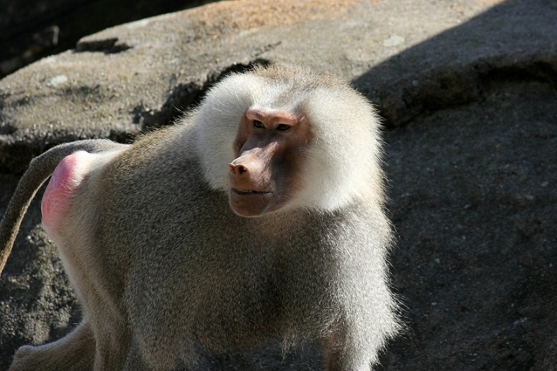 Mantelpavian Zoo Frankfurt am Main 2011 - 2012