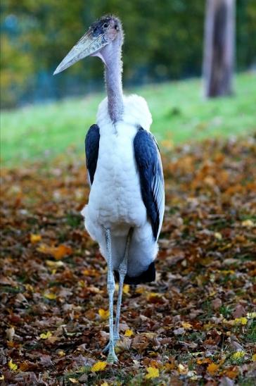 Marabu Opel Zoo Kronberg 2016