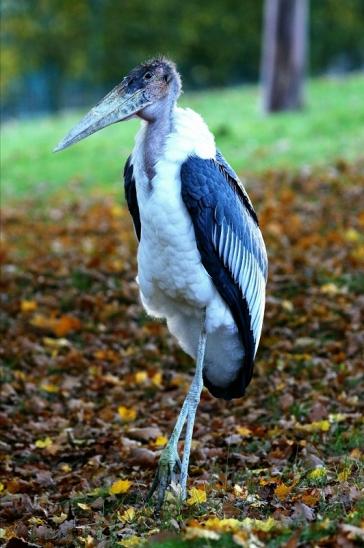 Marabu Opel Zoo Kronberg 2016