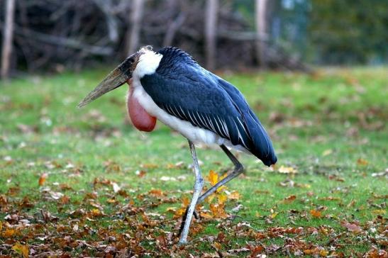 Marabu Opel Zoo Kronberg 2016