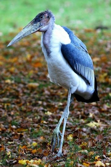 Marabu Opel Zoo Kronberg 2016