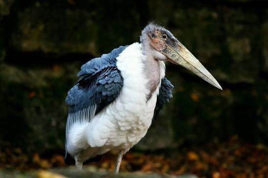 Marabu Opel Zoo Kronberg 2016