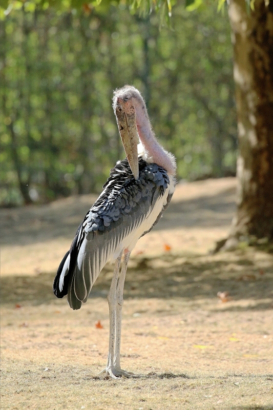 Marabu Opel Zoo Kronberg 2018
