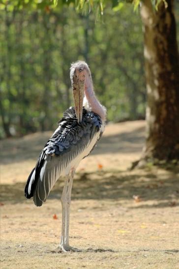 Marabu Opel Zoo Kronberg 2018