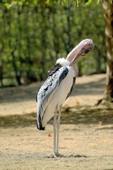 Marabu Opel Zoo Kronberg 2018