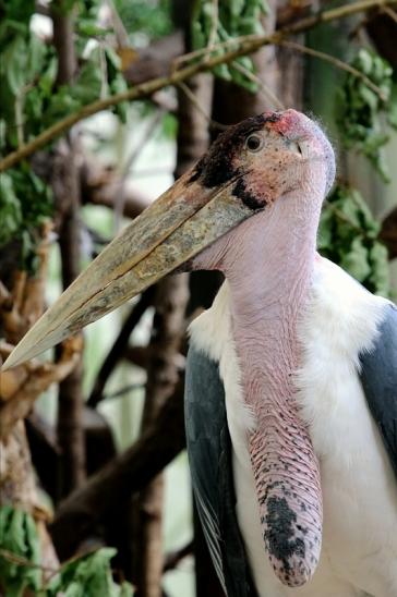 Marabu Zoo Frankfurt am Main 2016