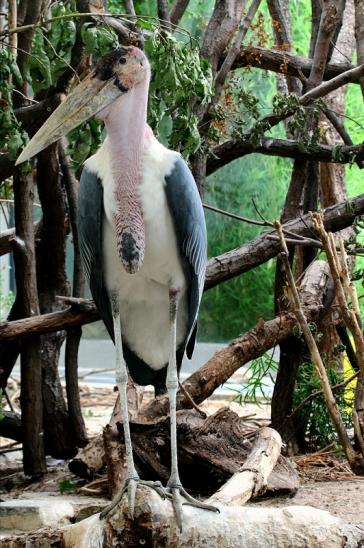 Marabu Zoo Frankfurt am Main 2016