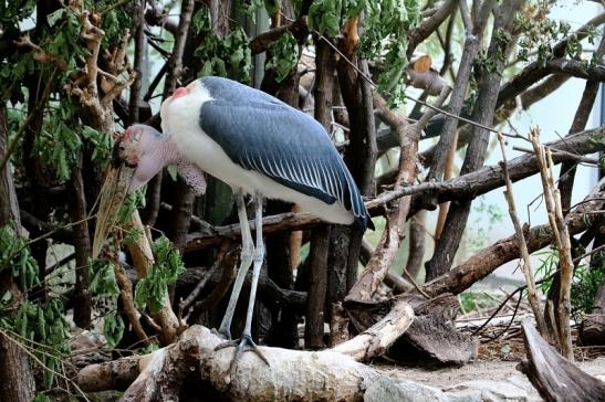 Marabu Zoo Frankfurt am Main 2016