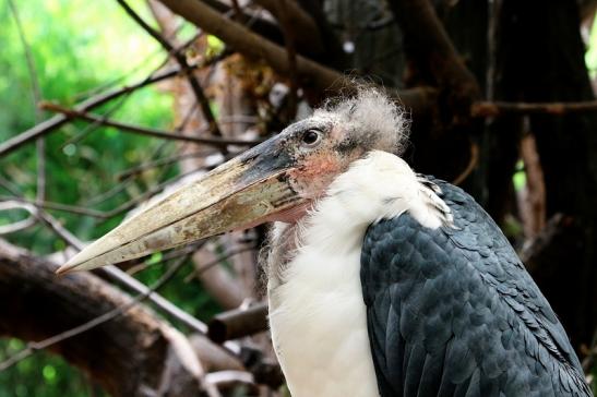 Marabu Zoo Frankfurt am Main 2016