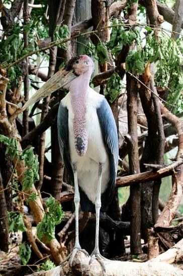 Marabu Zoo Frankfurt am Main 2016