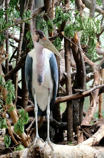 Marabu Zoo Frankfurt am Main 2016