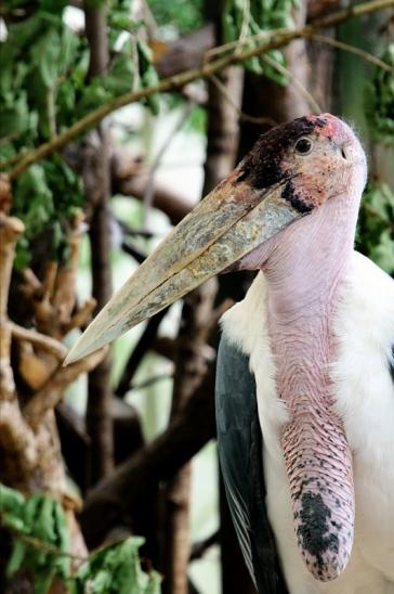 Marabu Zoo Frankfurt am Main 2016
