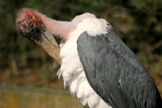 Marabu Zoo Vivarium Darmstadt 2012