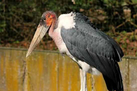 Marabu Zoo Vivarium Darmstadt 2012