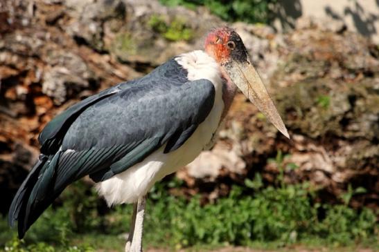 Marabu Zoo Vivarium Darmstadt 2012