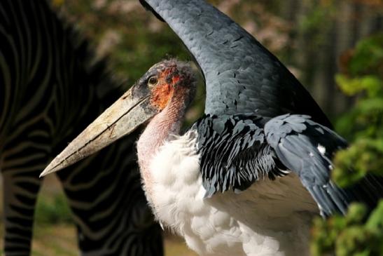 Marabu Zoo Vivarium Darmstadt 2012