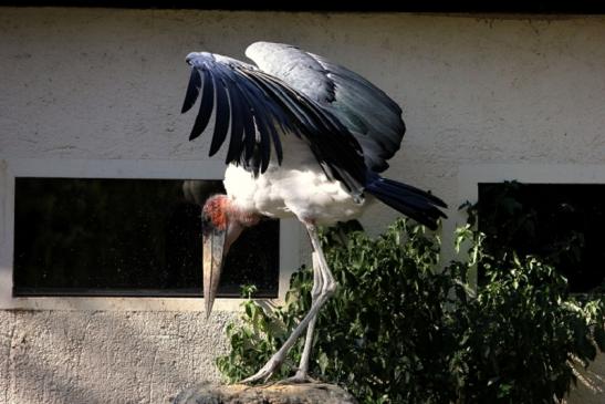 Marabu Zoo Vivarium Darmstadt 2012