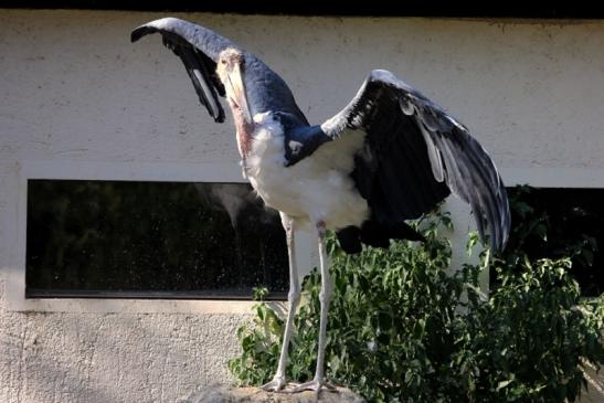 Marabu Zoo Vivarium Darmstadt 2012