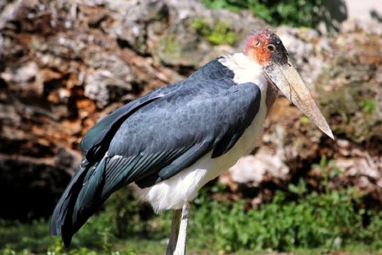 Marabu Zoo Vivarium Darmstadt 2012