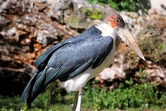 Marabu Zoo Vivarium Darmstadt 2012