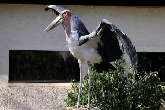 Marabu Zoo Vivarium Darmstadt 2012