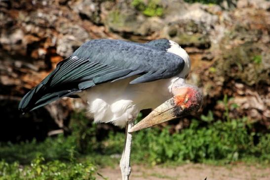 Marabu Zoo Vivarium Darmstadt 2012