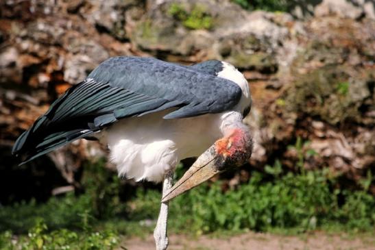 Marabu Zoo Vivarium Darmstadt 2012