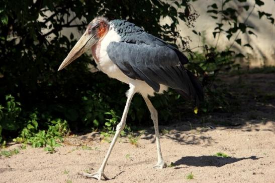 Marabu Zoo Vivarium Darmstadt 2012