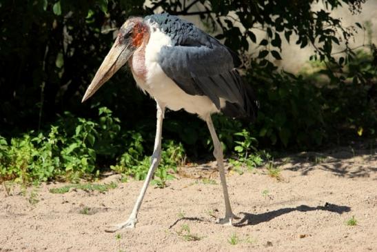 Marabu Zoo Vivarium Darmstadt 2012