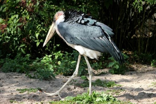 Marabu Zoo Vivarium Darmstadt 2012