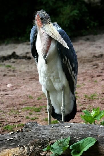 Marabu Zoo Vivarium Darmstadt 2015