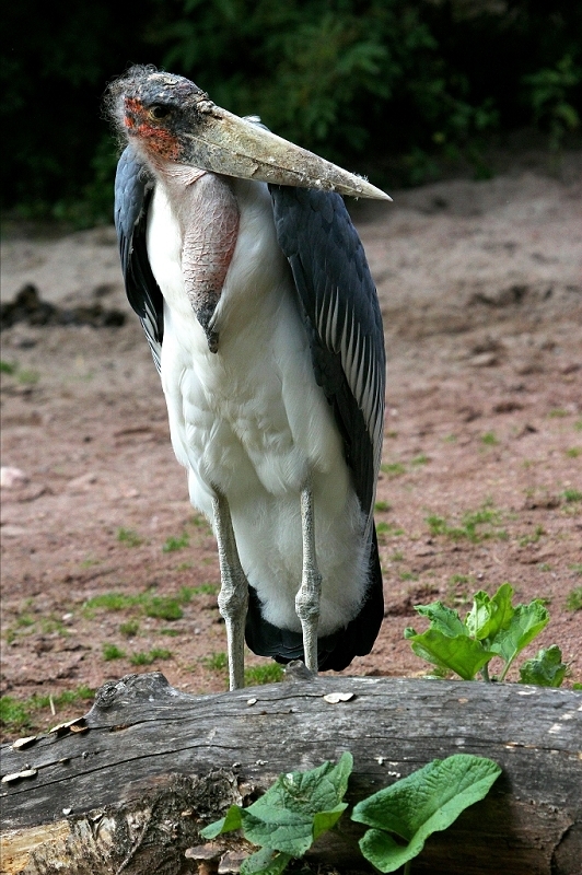 Marabu Zoo Vivarium Darmstadt 2015