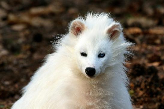 Marderhund - weiße Variante - Wildpark Alte Fasanerie Klein Auheim 2016