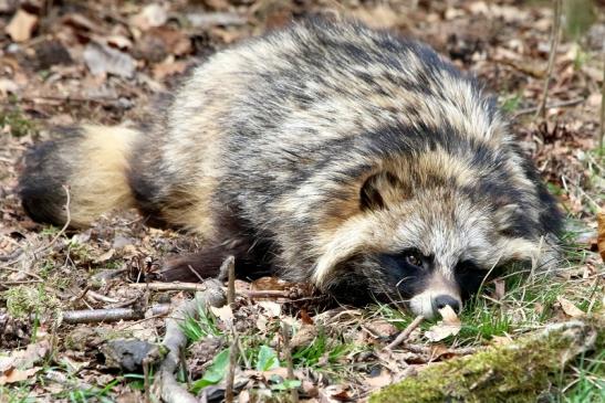 Marderhund - Wildpark Alte Fasanerie Klein Auheim 2018