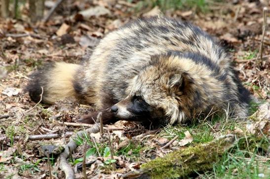 Marderhund - Wildpark Alte Fasanerie Klein Auheim 2018