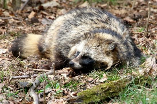 Marderhund - Wildpark Alte Fasanerie Klein Auheim 2018