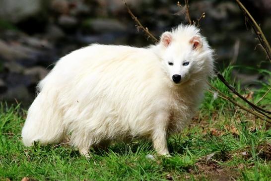 Marderhund - weiße Variante - Wildpark Alte Fasanerie Klein Auheim 2018