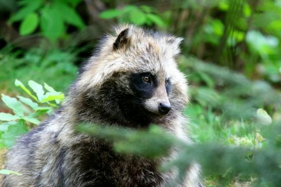 Marderhund - Wildpark Alte Fasanerie Klein Auheim 2018