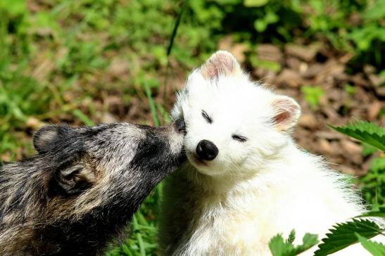 Marderhund - Paar - Wildpark Alte Fasanerie Klein Auheim 2018