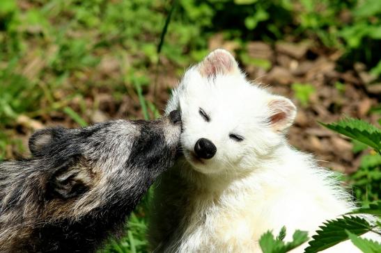 Marderhund - Paar - Wildpark Alte Fasanerie Klein Auheim 2018