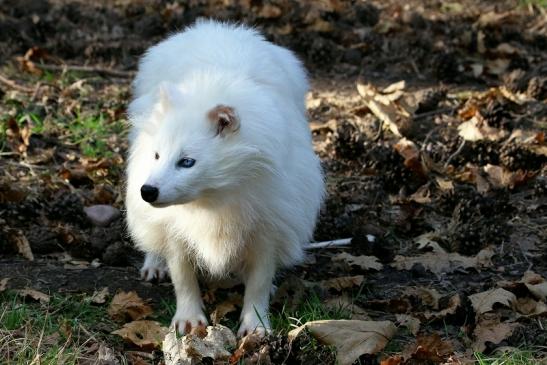 Marderhund - weiße Variante - Wildpark Alte Fasanerie Klein Auheim 2018