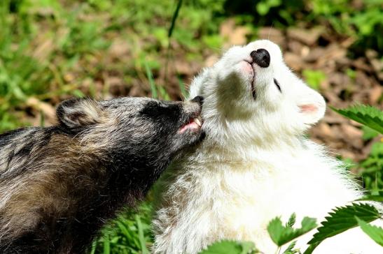 Marderhund - Paar - Wildpark Alte Fasanerie Klein Auheim 2018