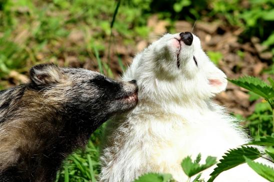 Marderhund - Paar - Wildpark Alte Fasanerie Klein Auheim 2018