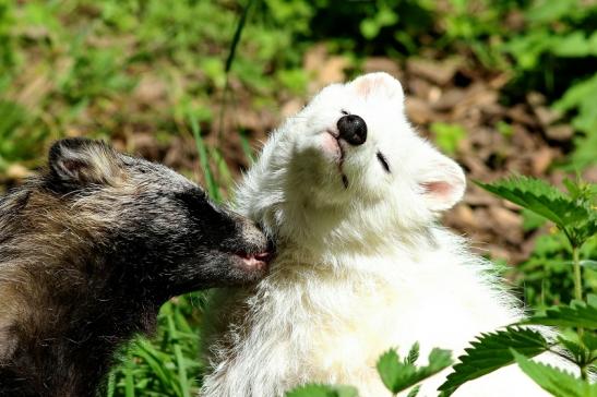 Marderhund - Paar - Wildpark Alte Fasanerie Klein Auheim 2018