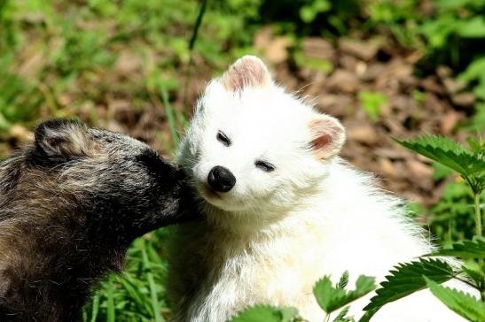 Marderhund - Paar - Wildpark Alte Fasanerie Klein Auheim 2018