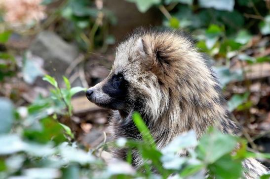 Marderhund - Wildpark Alte Fasanerie Klein Auheim 2018