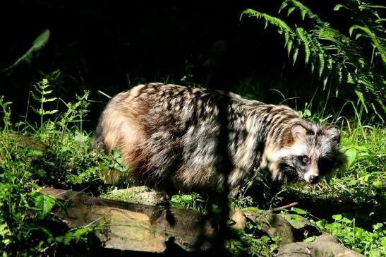 Marderhund - Wildpark Alte Fasanerie Klein Auheim 2016